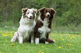 BORDER COLLIE 1016
